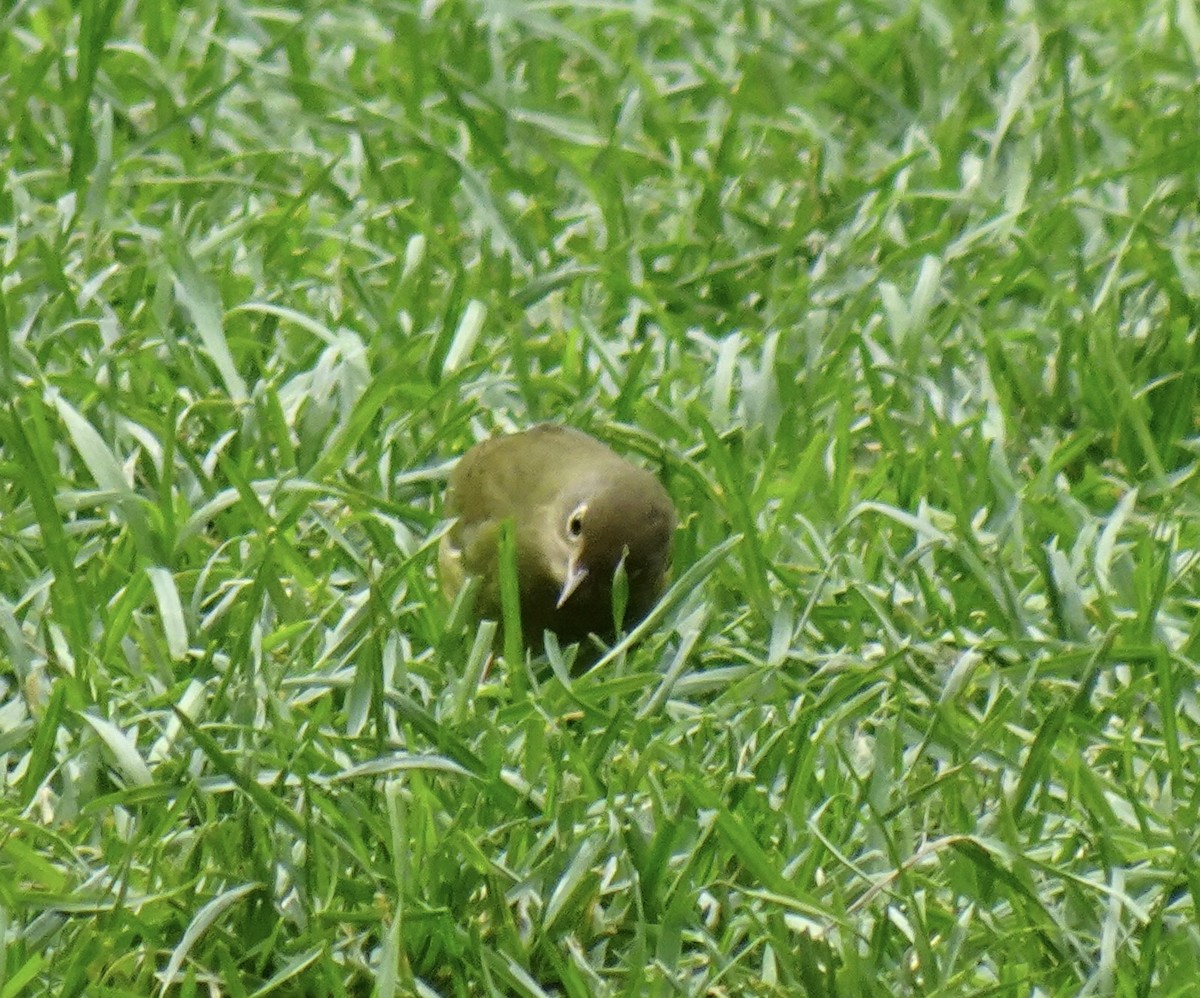 ハイムネアメリカムシクイ - ML646863036