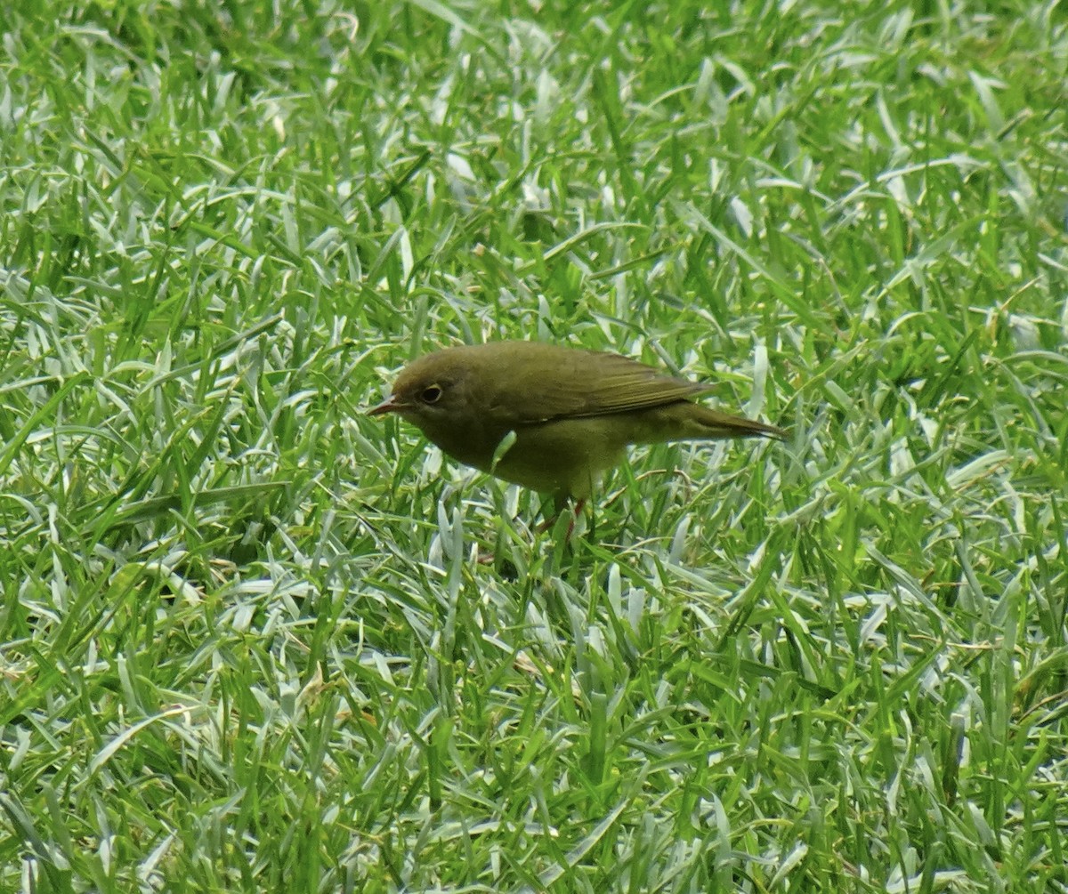 ハイムネアメリカムシクイ - ML646863037