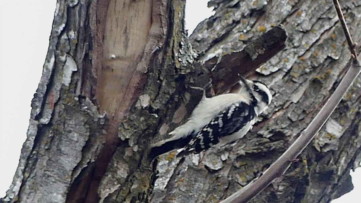 dunspett - ML646863038