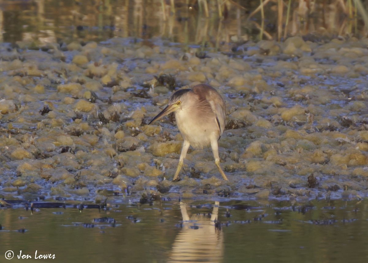 okerrørdrum - ML646863039