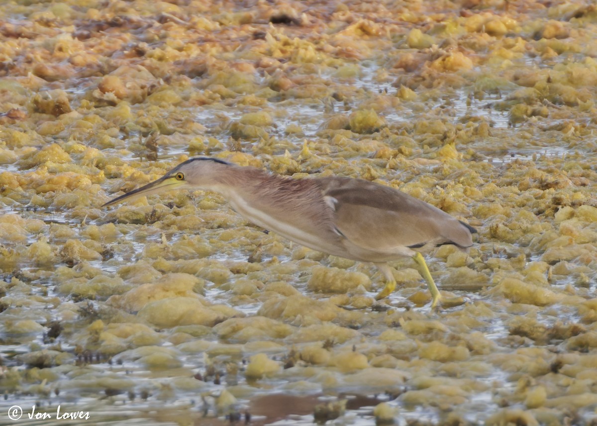 okerrørdrum - ML646863040