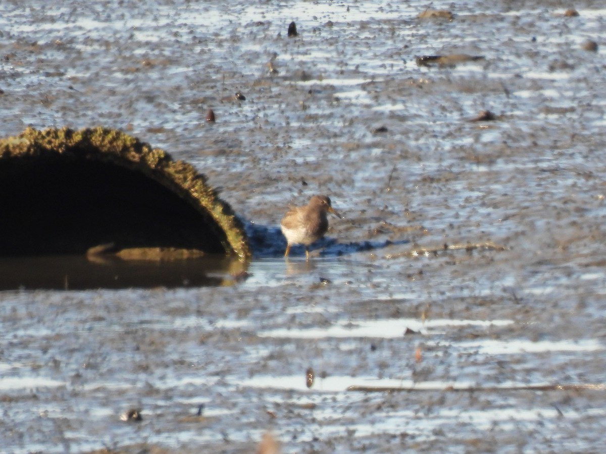 Rock Sandpiper - ML646863043