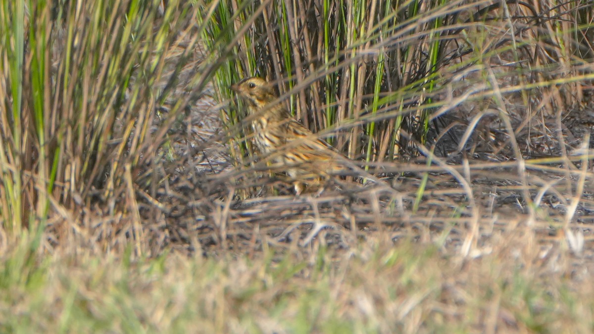 Savannah Sparrow - ML646863051