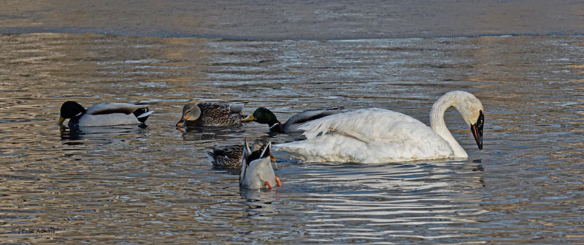 Trumpeter Swan - ML646863054