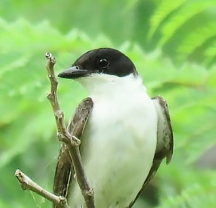 Fork-tailed Flycatcher - ML646863055