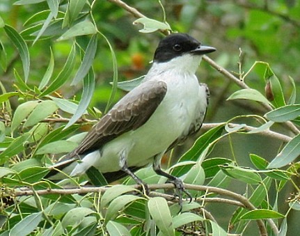 Fork-tailed Flycatcher - ML646863056