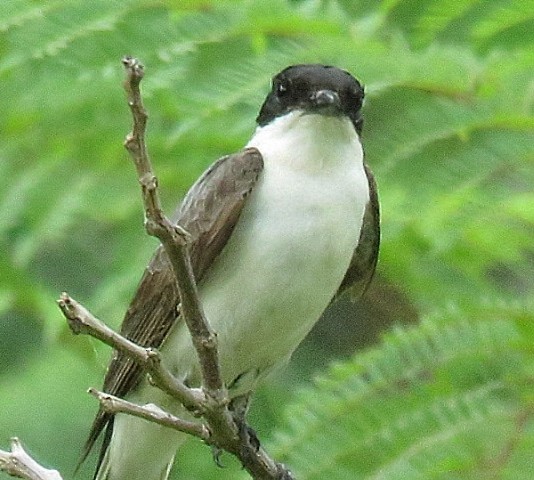Fork-tailed Flycatcher - ML646863057