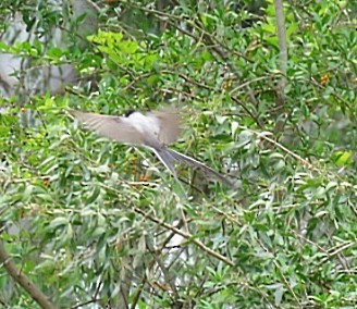 Fork-tailed Flycatcher - ML646863058