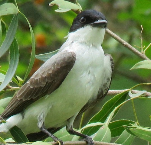 Fork-tailed Flycatcher - ML646863059
