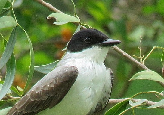 Fork-tailed Flycatcher - ML646863060