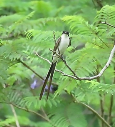Fork-tailed Flycatcher - ML646863061