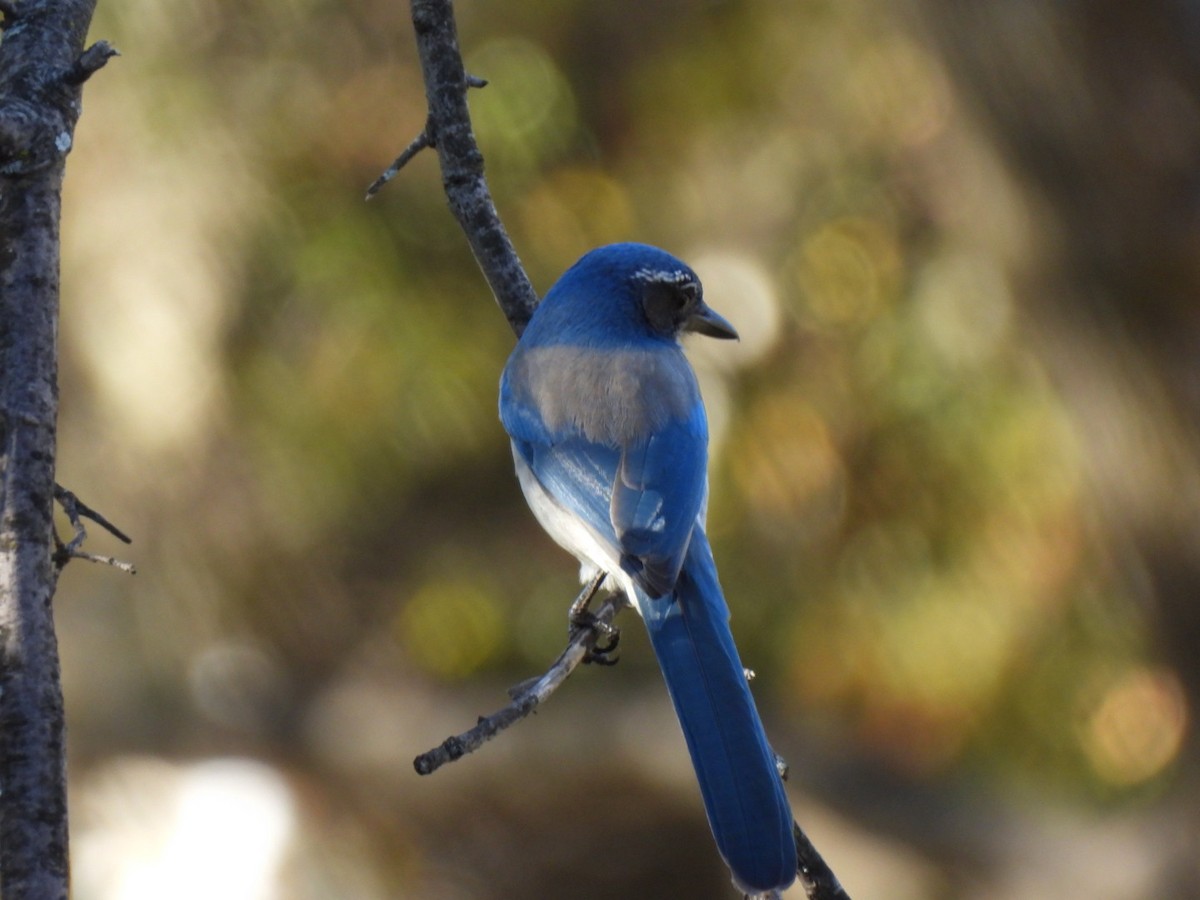 Калифорнийская сойка - ML646863063