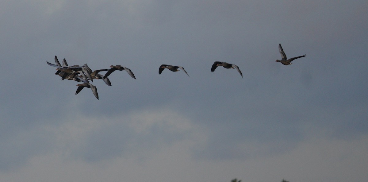 Graylag Goose - ML646863073