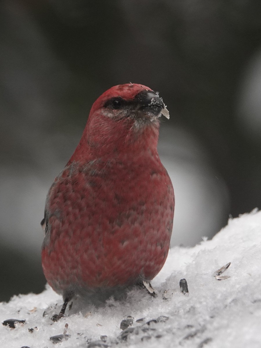 Pinu-gailupa - ML646863076