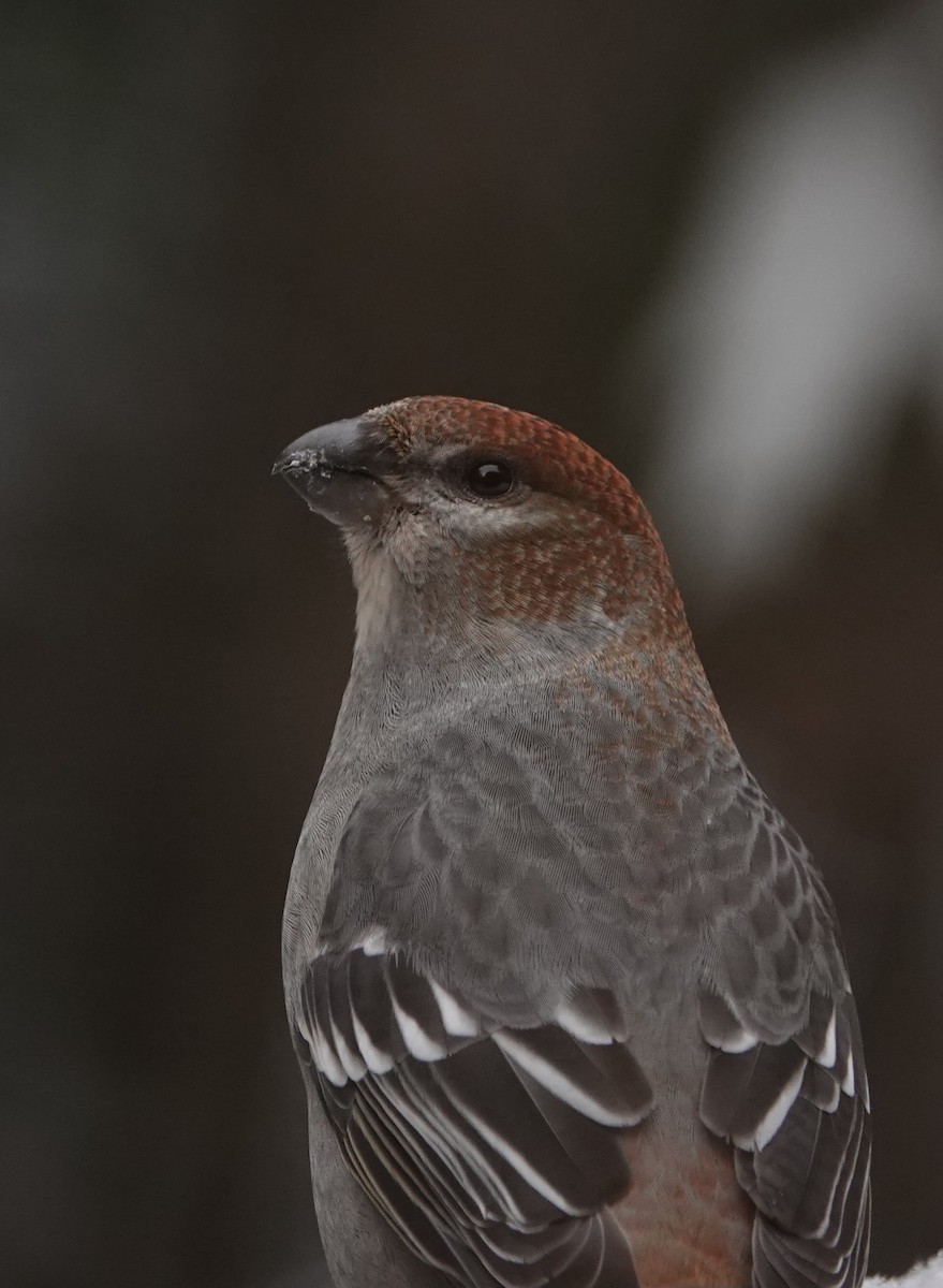 Pinu-gailupa - ML646863077