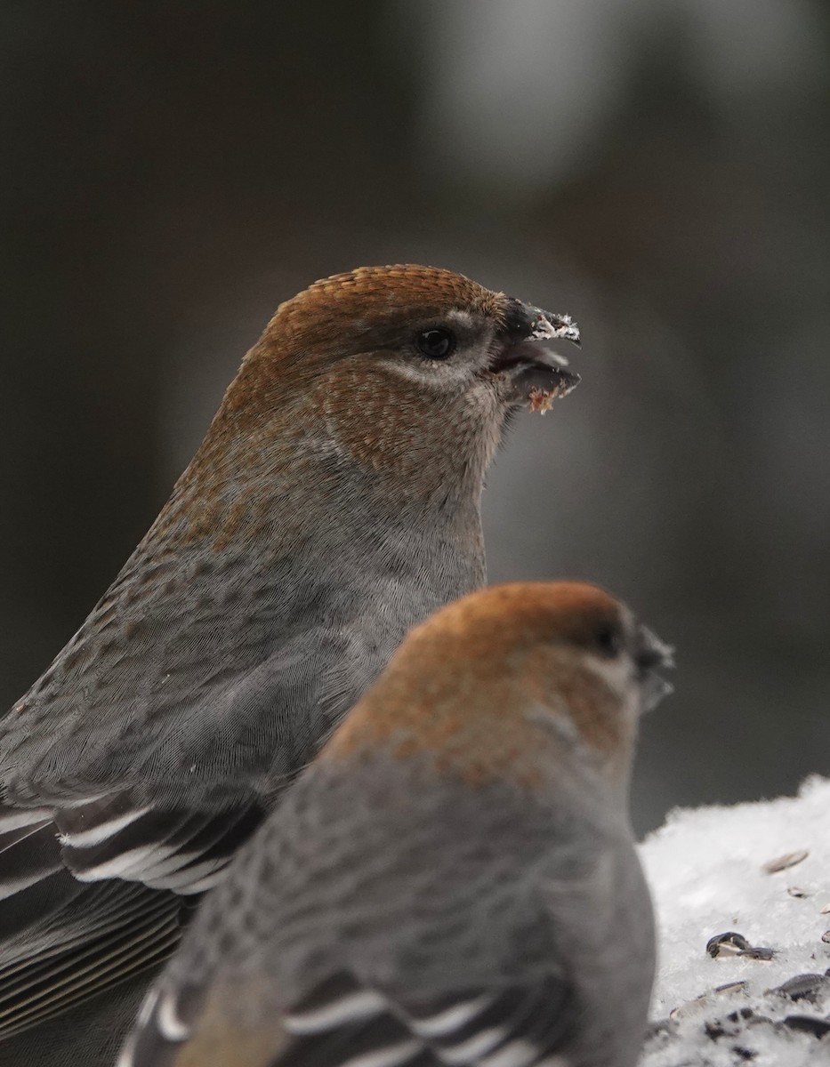 Pinu-gailupa - ML646863078