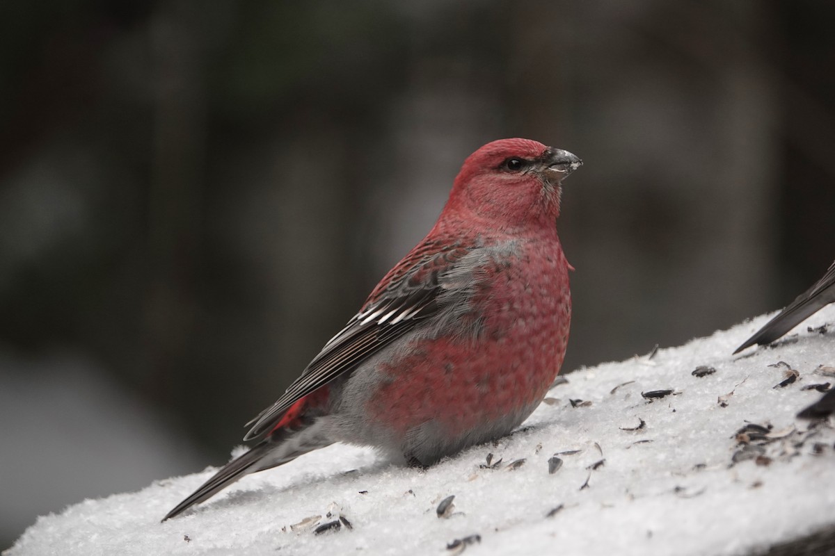 Pinu-gailupa - ML646863079