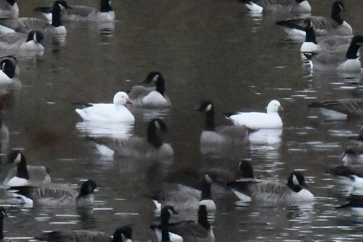 Ross's Goose - ML646863081