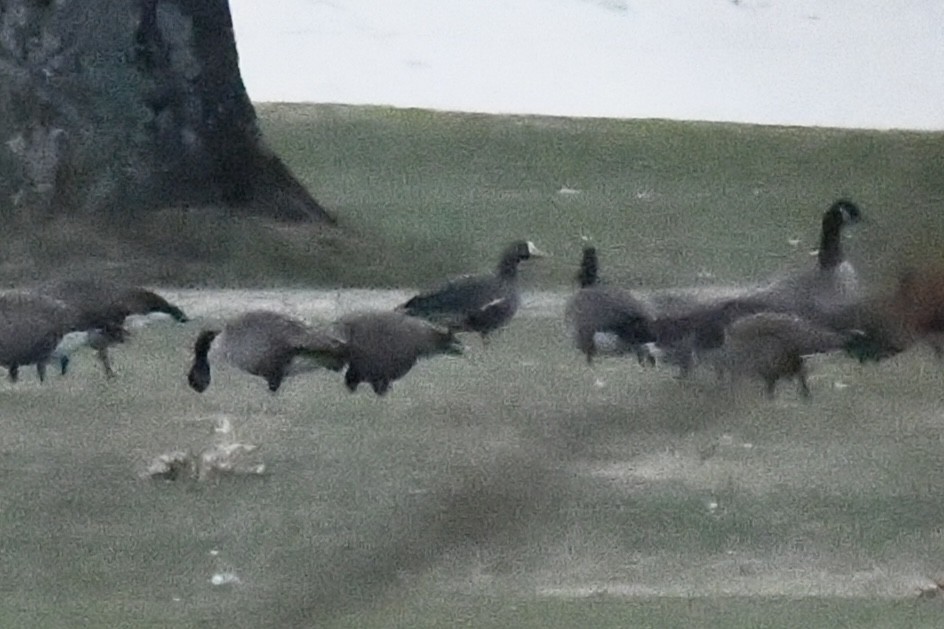 Greater White-fronted Goose (Greenland) - ML646863082