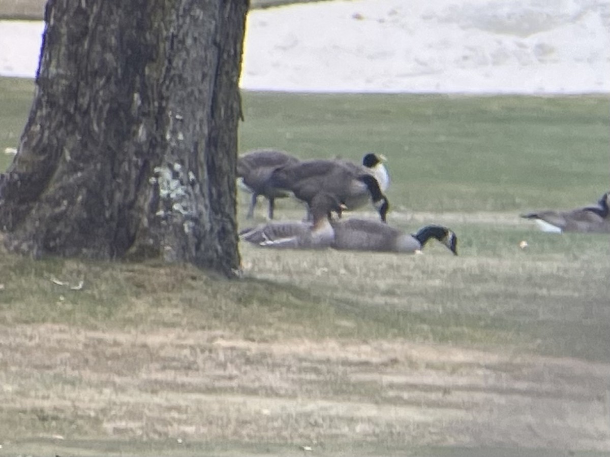 Oca granaiola della tundra - ML646863086