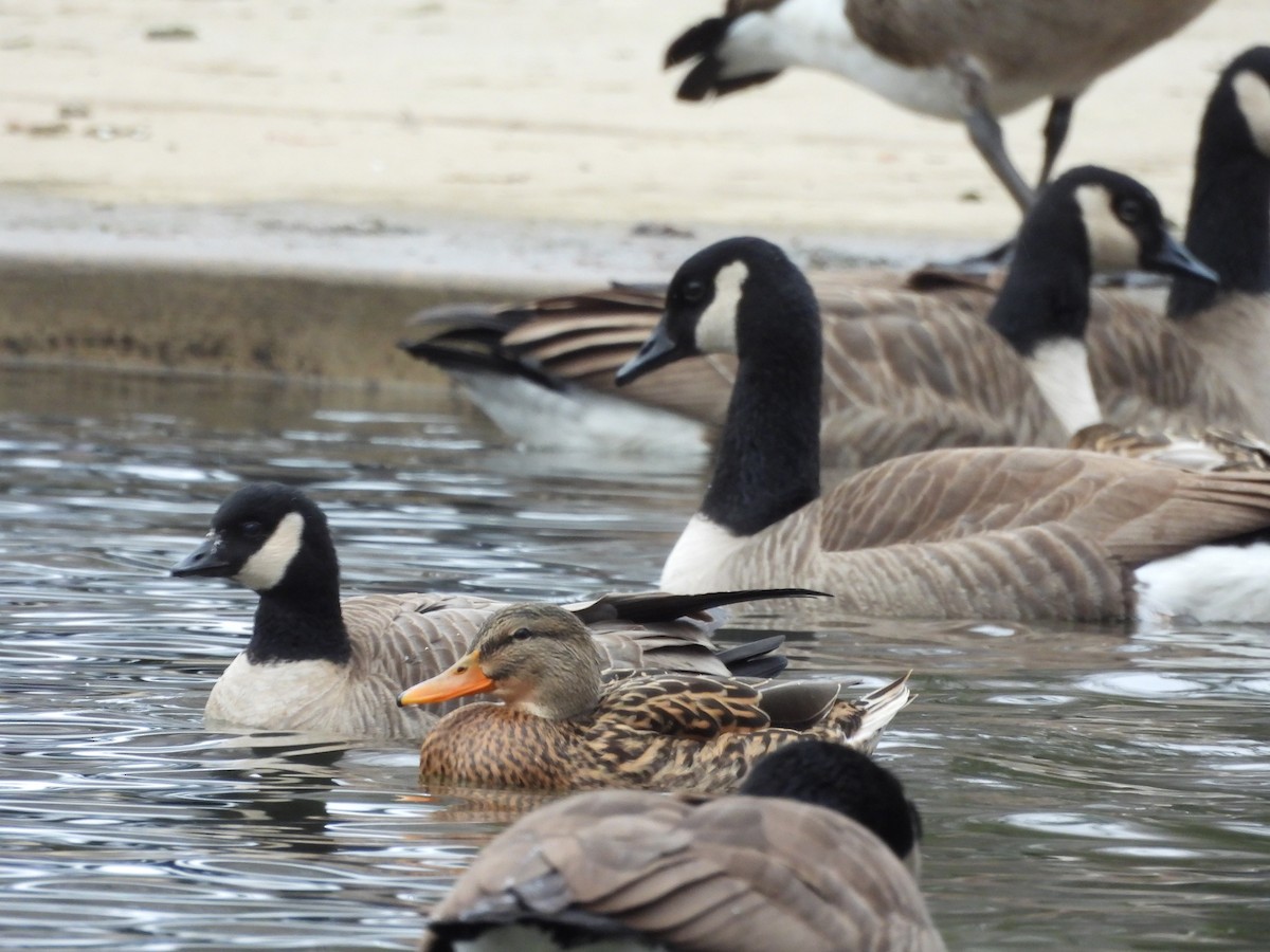 Branta kanadar txikia - ML646863088