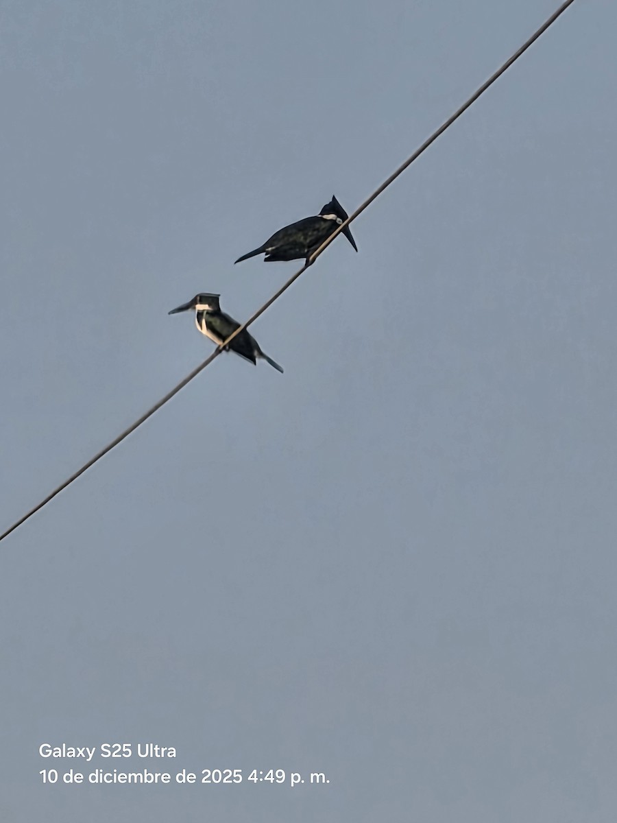 Brown Pelican - ML646863098