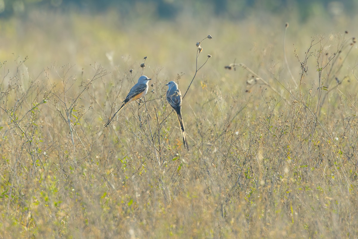 Scissor-tailed Flycatcher - ML646863103