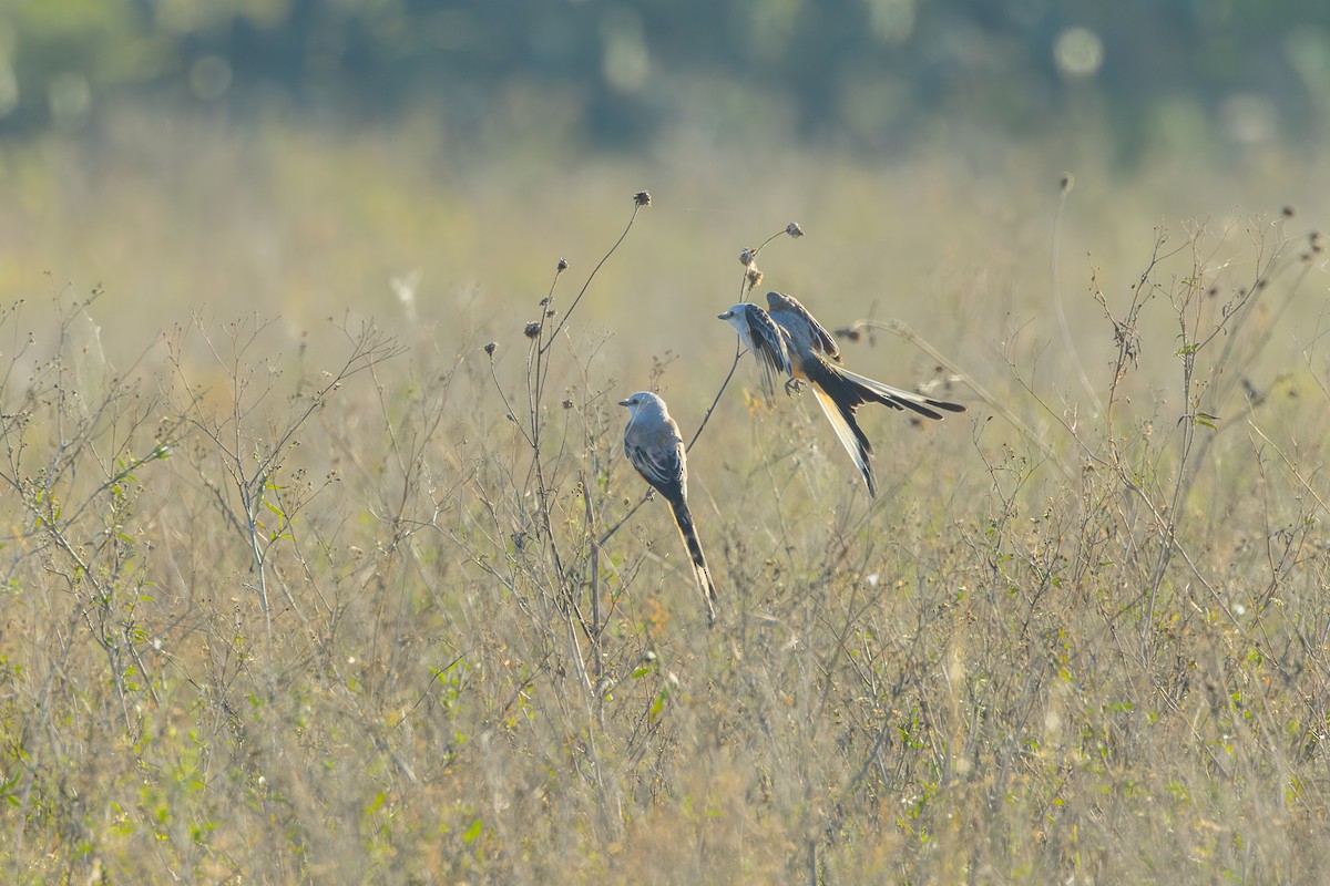 Scissor-tailed Flycatcher - ML646863105