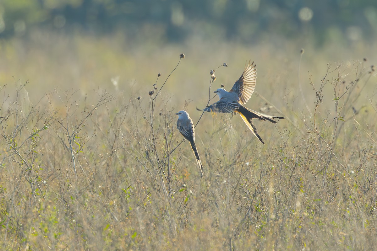Scissor-tailed Flycatcher - ML646863106