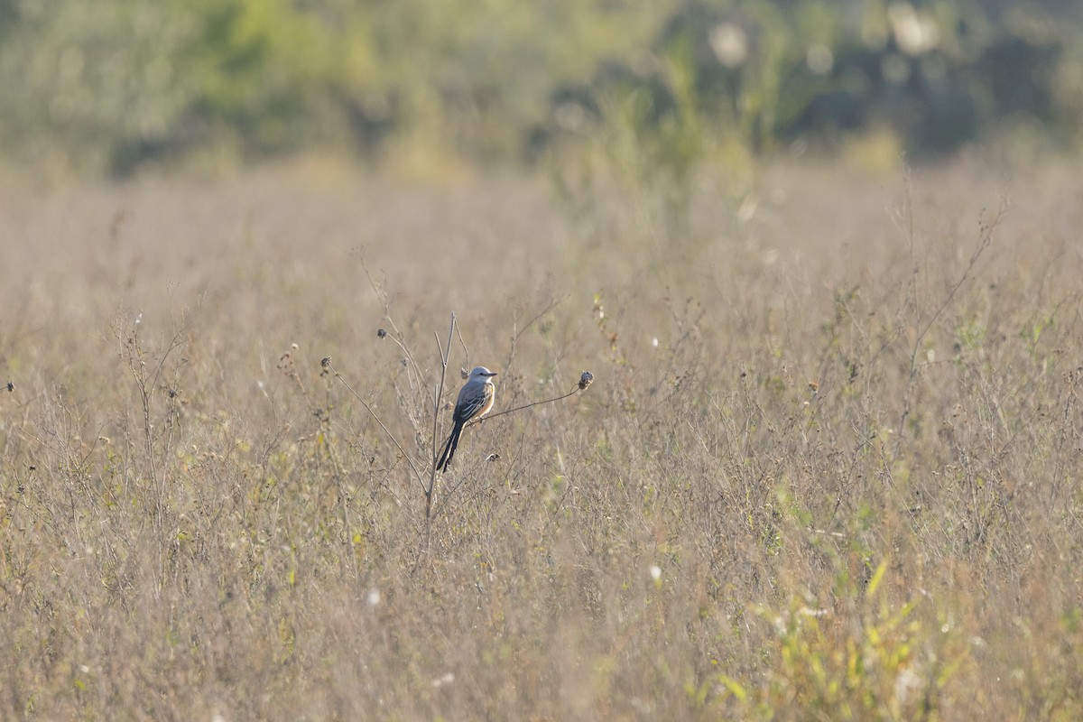 Scissor-tailed Flycatcher - ML646863107