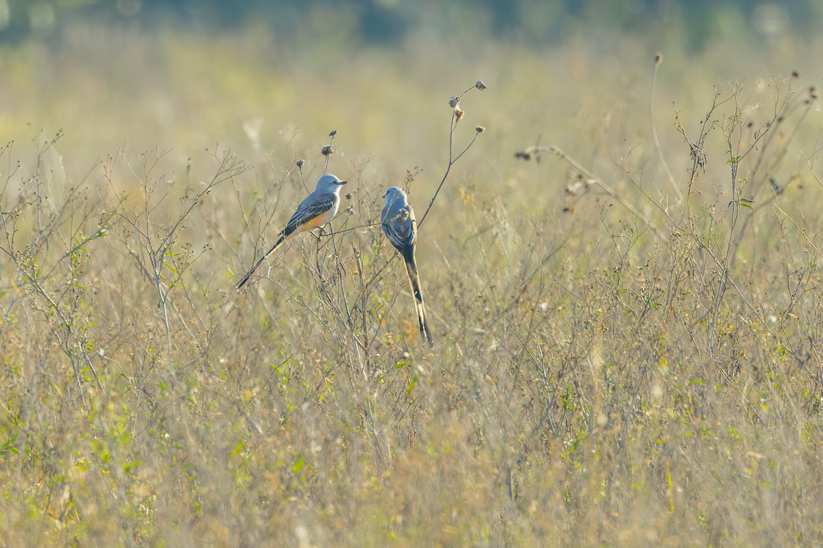 Scissor-tailed Flycatcher - ML646863108