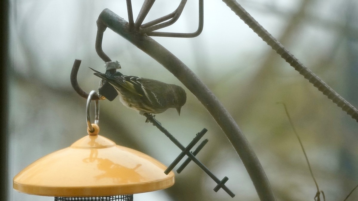 Pine Siskin - ML646863121