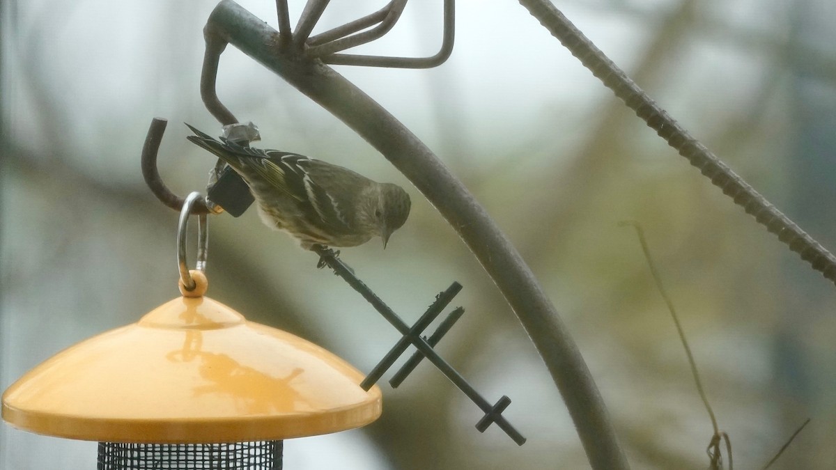 Pine Siskin - ML646863122
