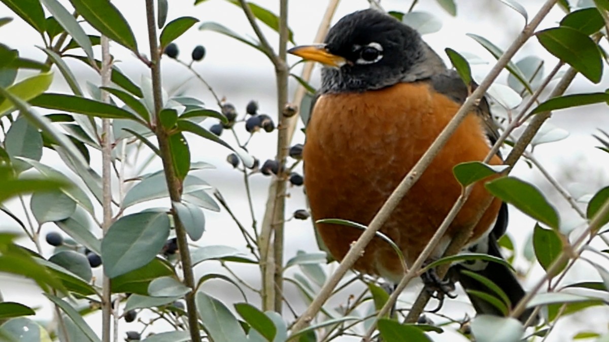 vandretrost - ML646863128