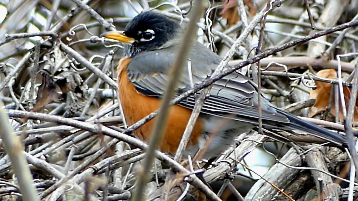 vandretrost - ML646863129