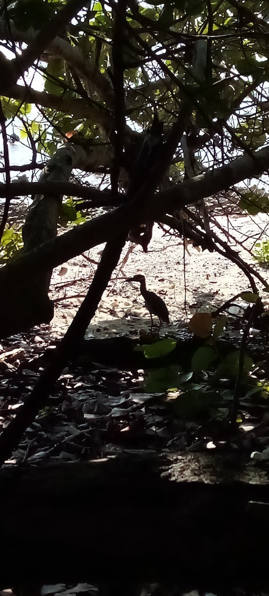 Sarı Tepeli Gece Balıkçılı - ML646863130