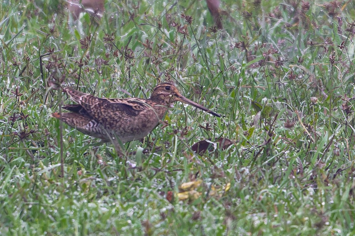 Баранець азійський - ML646863131
