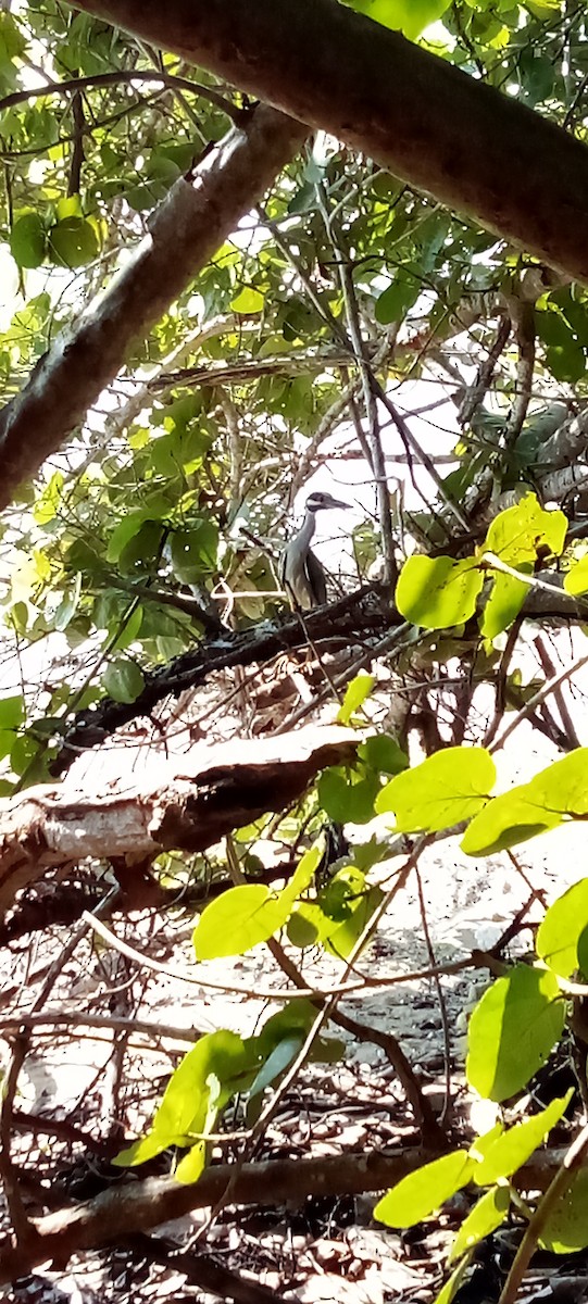 Sarı Tepeli Gece Balıkçılı - ML646863132