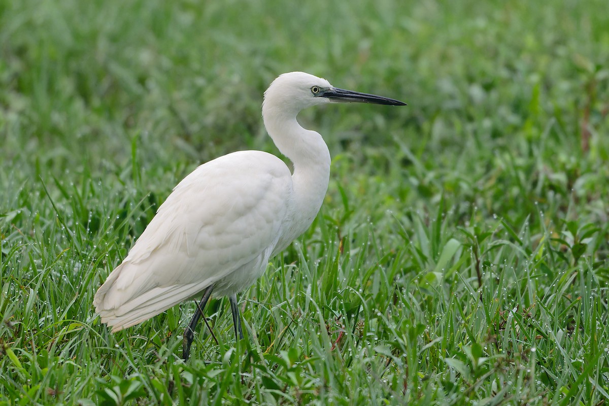 Чепура мала - ML646863135