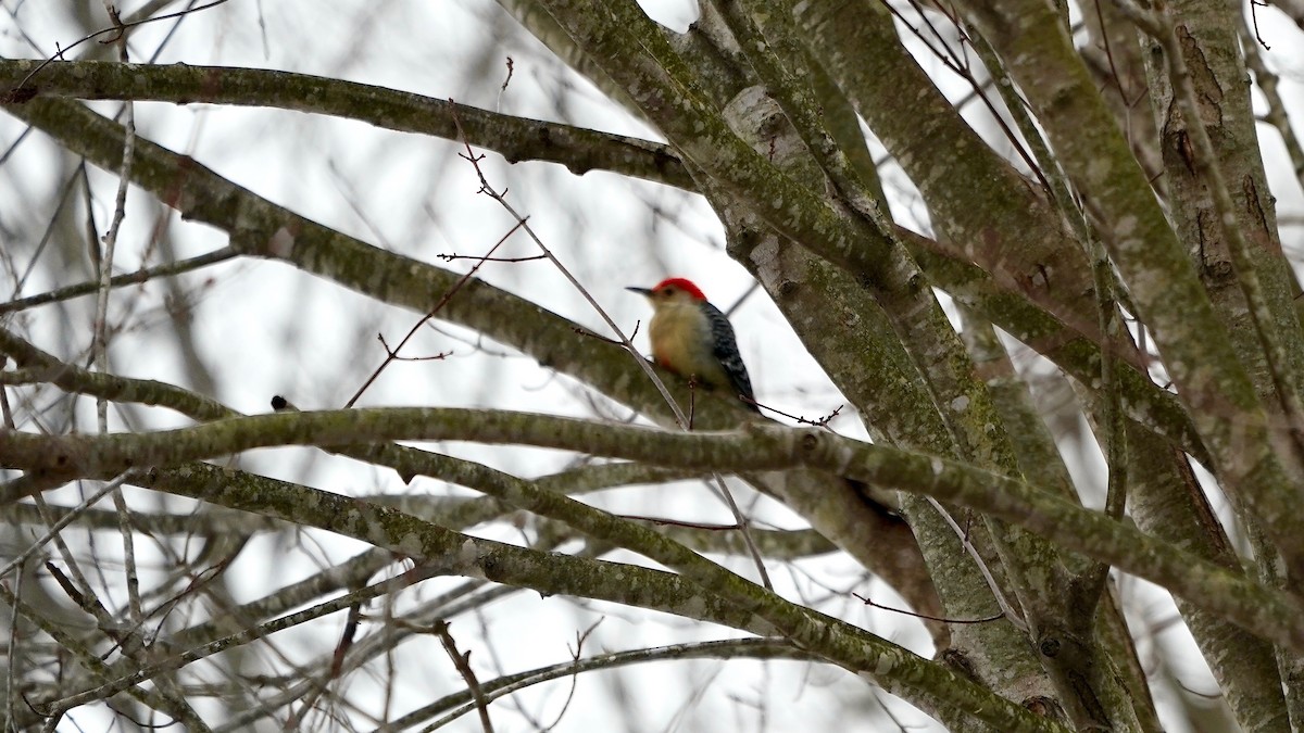 Red-bellied Woodpecker - ML646863137