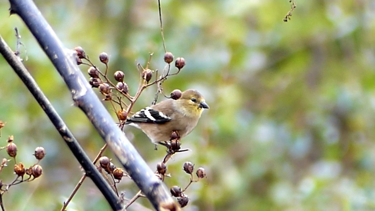 gulstillits - ML646863140