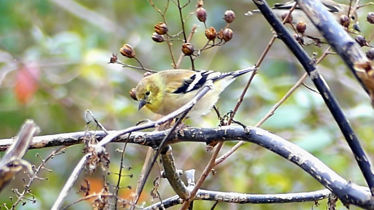 gulstillits - ML646863141