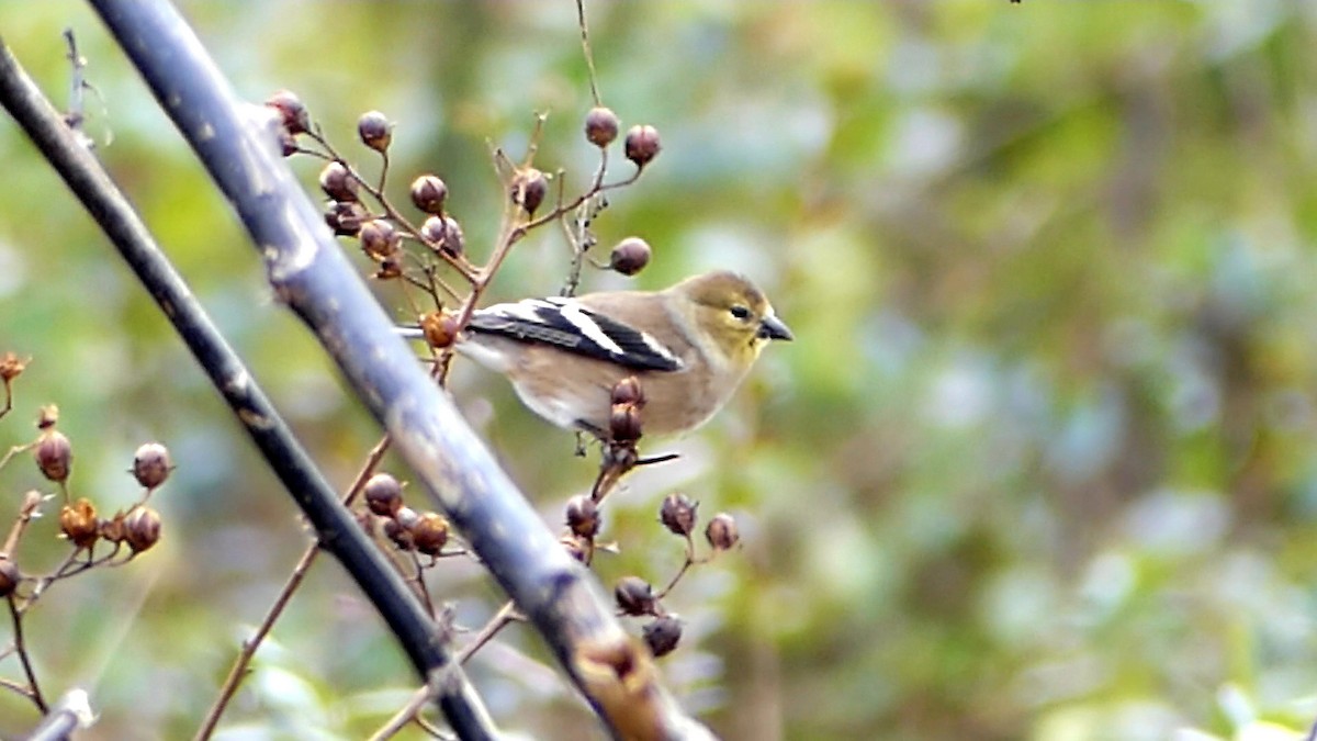 gulstillits - ML646863142