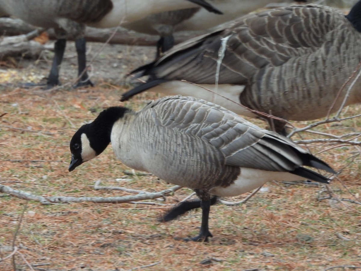 Branta kanadar txikia - ML646863150