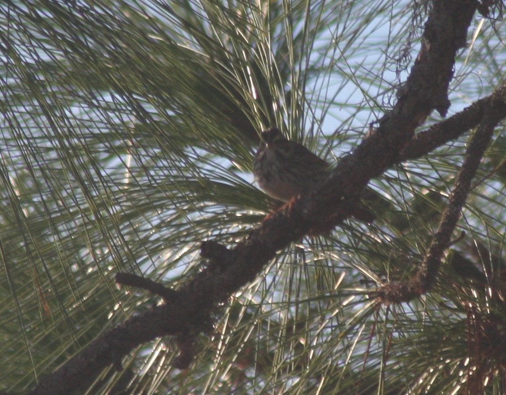 Savannah Sparrow (Savannah) - ML646863152