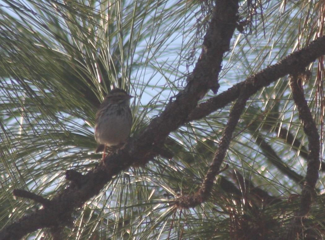 Savannah Sparrow (Savannah) - ML646863153