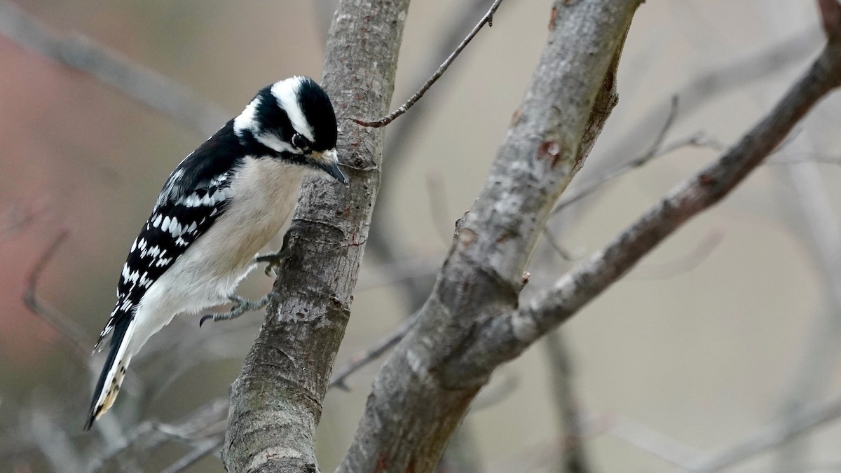 Downy Woodpecker - ML646863155