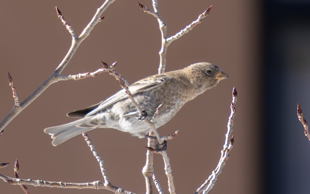 Roselin à tête brune - ML646863158