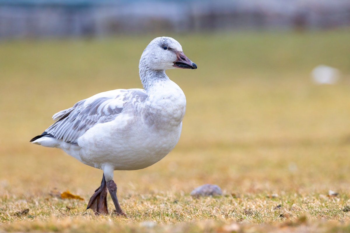 Snow Goose - ML646863159
