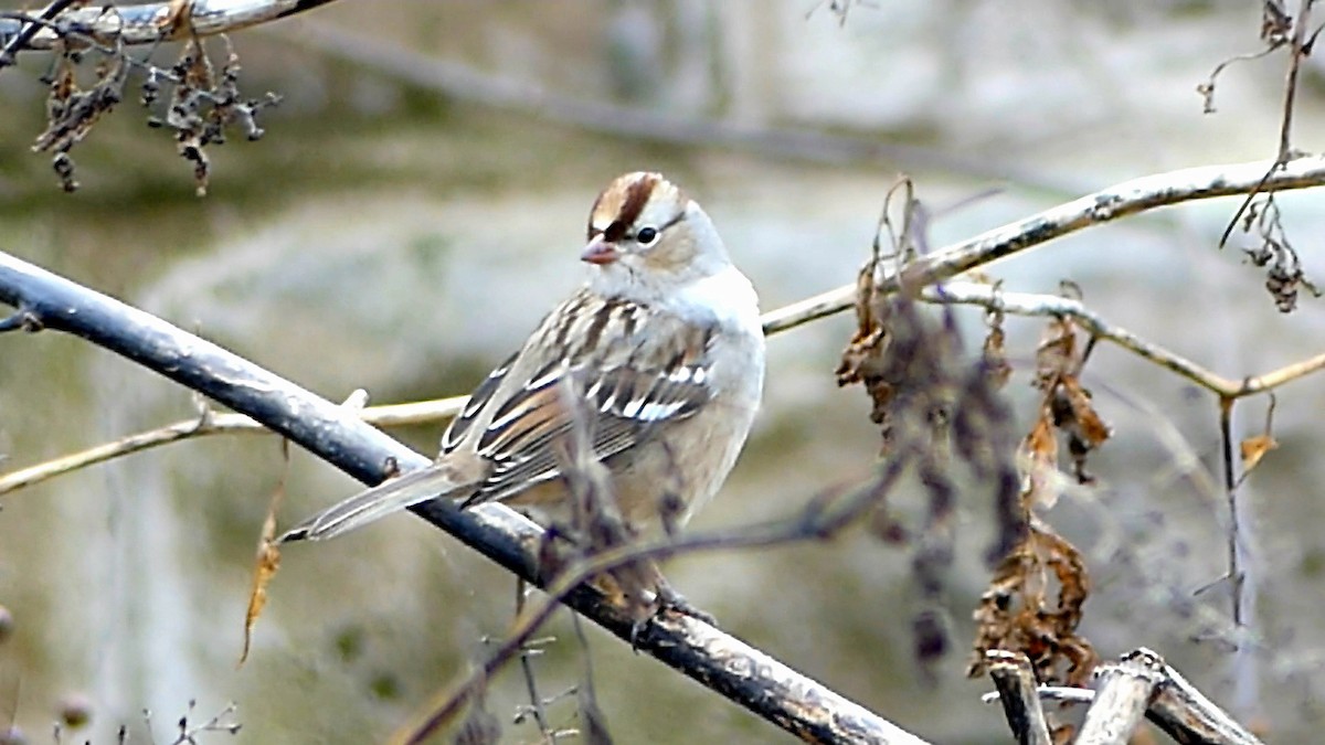 hvitkronespurv - ML646863160